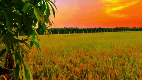 Kìa vùng miệt vườn anh đưa em xuống thăm miền Tây #chill #binhyen #tamtrang #63tiengiang #xuhuong #mientay #hoanghon #lofi 