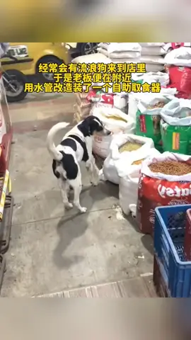 semoga di dunia ini banyak malaikat2 tak bersayap untuk 4njing2 yg terlantar & tak memiliki tuan seperti di vidio ini🥹🥹 #sad #doglovers 