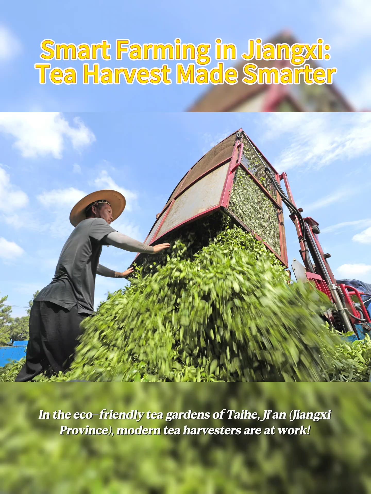 🍵🍃 Smart Farming in Jiangxi: Tea Harvest Made Smarter 🚜✨In the eco-friendly tea gardens of Taihe, Ji’an (Jiangxi Province), modern tea harvesters are at work!  By introducing advanced machines, Taihe is reducing manual labor costs, improving efficiency, and giving traditional tea culture a modern twist. A perfect blend of heritage and innovation!  #Jiangxi   #TeaCulture #SmartAgriculture #MadeInJiangxi #SustainableFarming  #MyJiangxiStory #ChangesInJiangxi
