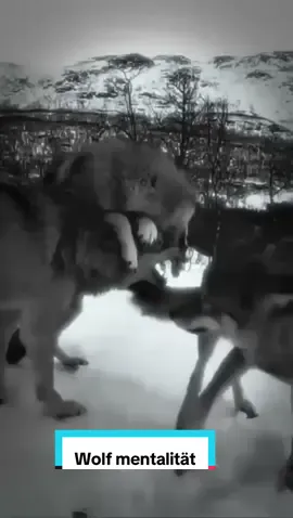 Beste Wolfment aller Zeiten, Wolf Forever #wolf #Mentalität #foryour 