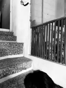 plis ini lagu…