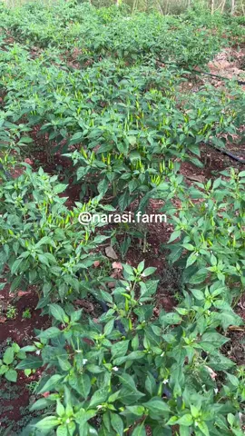 Enak dipandang😁🌱 #narasifarm #agriculture #petanicabai 