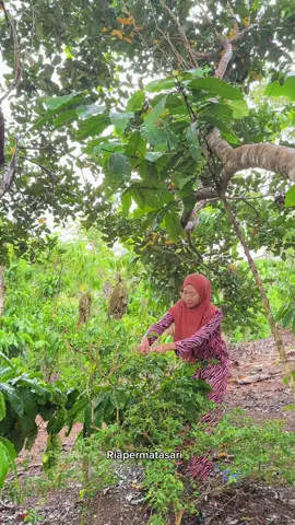 Kegiatan pagi di kebun setelah turun hujan #fyp #foryou #panen #sayur #masak 