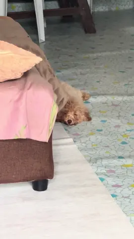 🥺 #poodlelover #toypoodlepuppy #learnfromtiktok❤️ 