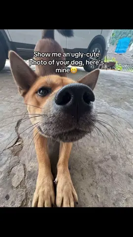 Tunjukin foto anjing kamu yang jelek-lucu, ini punyaku 😁 #anjinglucu #anjinggemoy #anjingindonesia #dogsoftiktok #hewanpeliharaan 