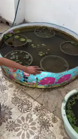 Cleaning and Repotting my waterlily pond | #garden #gardening #plantsoftiktok #planting #plants 