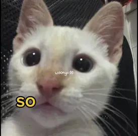 eep well .  .  #funny #meme #cats #cute #voiceacting 