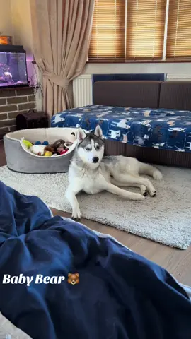 Throwing tantrums 🤣🤣#BabyBear🐻#huskiesoftiktok#fyp#viralvideos#huskylove 