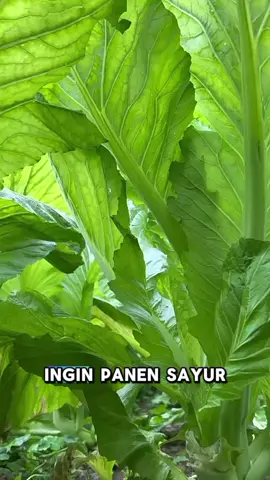 Ingin punya kebun sayur sendiri? Mulai dengan bibit sawi berkualitas tinggi! Daunnya lebar, batangnya kokoh, dan siap panen dalam waktu singkat. Dapatkan panen sayur hijau yang segar dan subur sekarang juga! . . . #bibit #sawi #kebun #fyp #foryoupage 