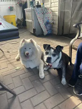 #CapCut #whitehusky #dogsoftiktok #valakthehusky #puppytiktok 