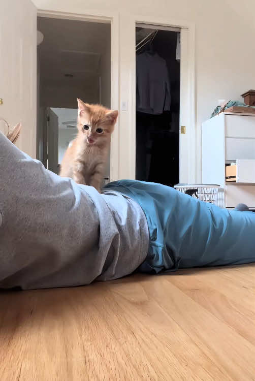 The scene you only get to see when you have two cats.🤣🤣#cat #catsoftiktok #funnycat #funnyvideo #funnytiktok #fyp #foryou #tiktok 