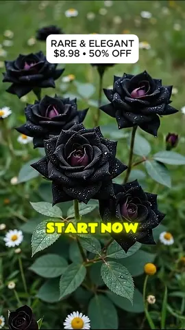 Romance that Lasts—Black Rose Seeds You Can Plant Now (Winter-Hardy) #Romantic #BlackRose #HomeGarden #Seeds #FYP  