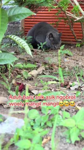 Baru aja Ketemu Oyen si wooly udah pangil pangil. Bete bete bete🥹🥹🥹 Kira kira Ben dan Oyen ngomongi apa yahh ada yg tau??😁😁😁