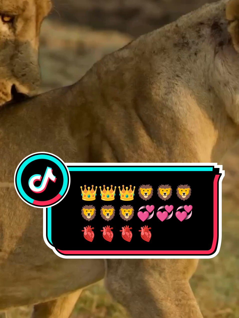 Lion Lioness Love's🦁💞🦁@ADELE💋 #foryoupage #Love #fyp #1million #trending 