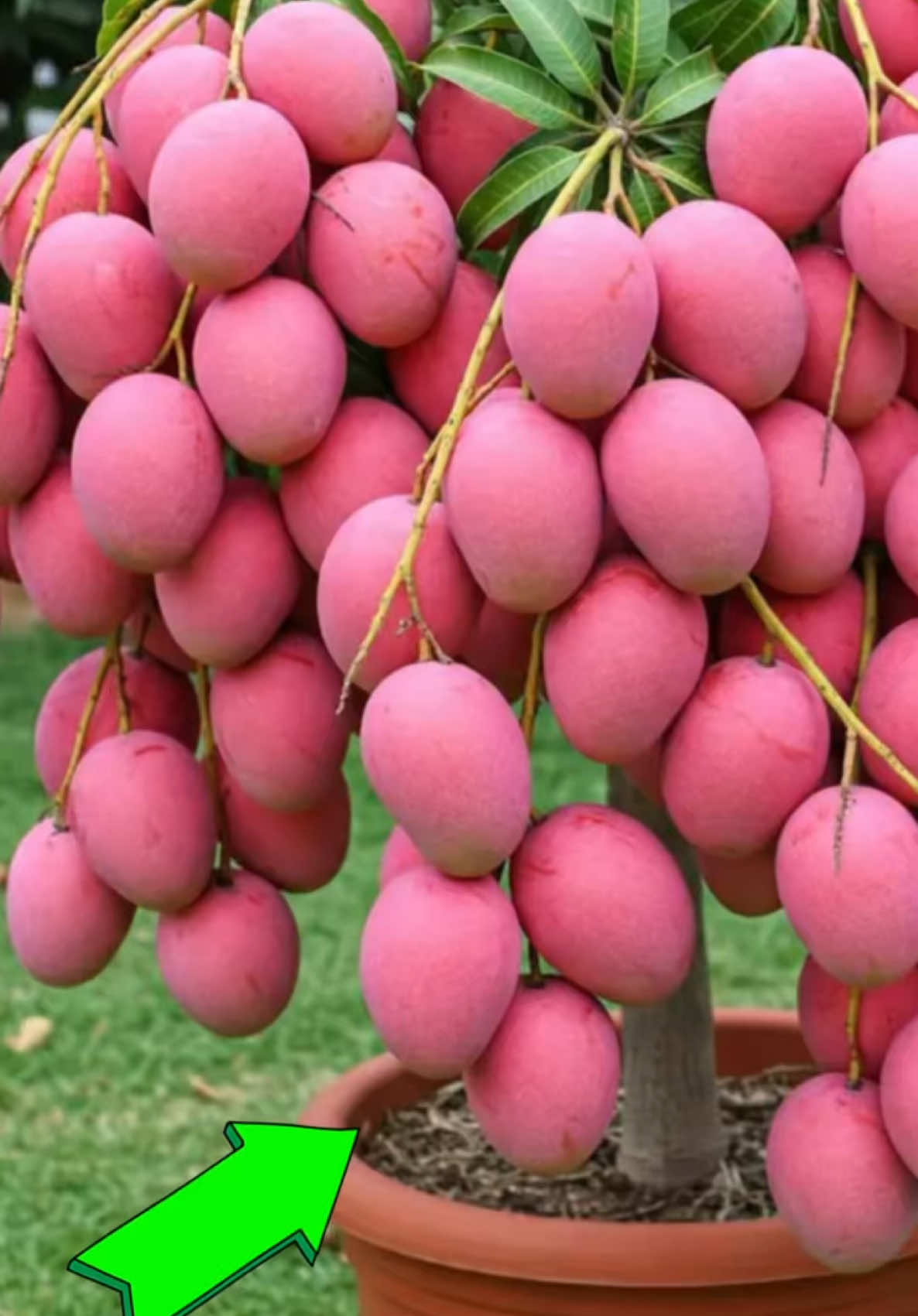 A new idea to graft mango trees with bananas to produce flowers quickly and produce large fruits.#Mango #grafting #grow 