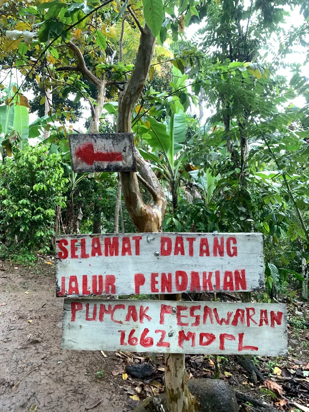 #fyp #fypシ #tektok #gunungpesawaran #1662 