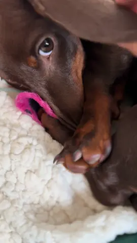 Who needs curtains or blinds when you have ears.  #dachshundpuppy #puppylife #minidachshund #sleepypuppy #minidachshundsoftiktok 