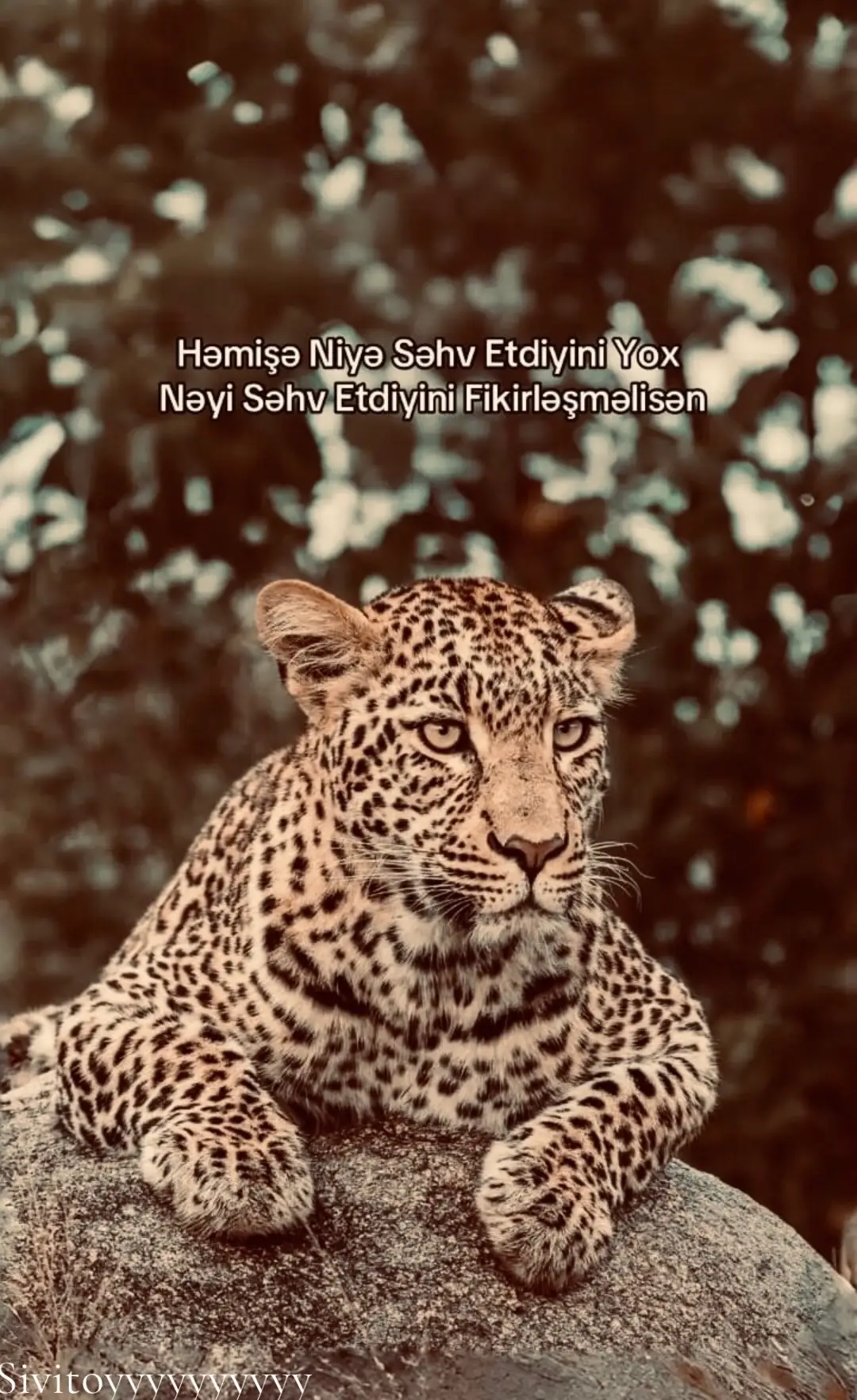 #icazəsizəkmə🚫 #sivitoyyyyyyyyyy🖤⚜️📿 