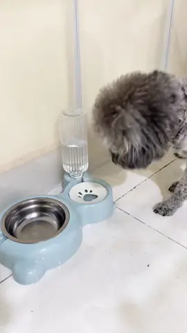 Bắt ăn, tự động đổ đầy cho chó, mèo. Bát đôi cho chó và mèo. Máy uống nước tự động cho thú cưng, bát ăn chống đổ ngã. #binhnuoctudongthucung #batanchomeo #chomeo #taphoacuatit 