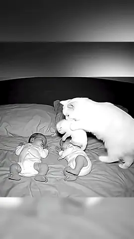 Cats love baby 😹❤️. #tiktok #baby #cat #Love #catbaby 