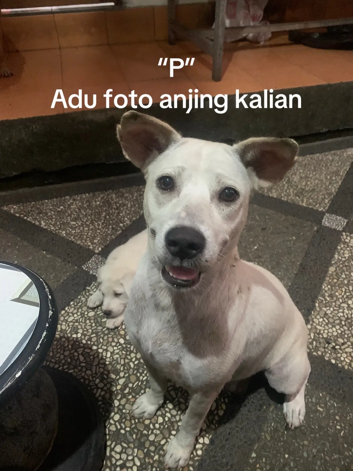 #anjinglucu#fyp#foryoupage