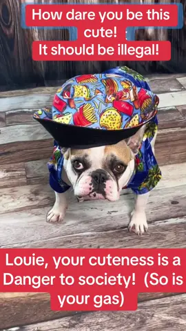 how dare you be this cute!  #louiethefrenchie #louiethebadfrenchie #frenchiesoftiktok #cutedodvideo #tailof4frenchies 