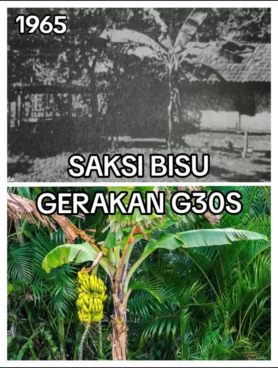 POHON pisang mungkin terlihat sebagai tumbuhan biasa yang sering dijumpai di berbagai daerah di Indonesia. Di balik kesederhanaannya, pohon pisang menyimpan kisah tragis dalam sejarah bangsa, terutama terkait dengan peristiwa Gerakan 30 September 1965 (G30S/PKI).  Keberadaan pohon pisang dalam tragedi ini sering dikaitkan dengan berbagai peristiwa kekerasan yang terjadi di berbagai daerah, termasuk di Yogyakarta dan Jakarta. Pohon Pisang dan Peristiwa G30S/PKI Sejarah mencatat pada malam kelam 30 September hingga 1 Oktober 1965, terjadi serangkaian penculikan dan pembunuhan terhadap para jenderal TNI AD yang kemudian dikenal sebagai Pahlawan Revolusi. Beberapa laporan menyebutkan jenazah para korban sempat disembunyikan di sekitar pohon pisang sebelum akhirnya dibuang ke sumur Lubang Buaya. Selain di Jakarta, cerita serupa juga muncul di Yogyakarta. Beberapa saksi mata menyebutkan bahwa ada korban yang dieksekusi di bawah pohon pisang sebelum akhirnya dikuburkan secara massal. Kisah ini semakin menambah kengerian akan peristiwa tersebut, menjadikan pohon pisang sebagai saksi bisu kekejaman yang terjadi pada saat itu. Makna Simbolis Pohon Pisang dalam Peristiwa 1965 Pohon pisang tidak hanya menjadi saksi dari tragedi berdarah ini, tetapi juga memiliki makna simbolis dalam berbagai aspek kehidupan masyarakat Indonesia. Dalam budaya Jawa, misalnya, pohon pisang sering dikaitkan dengan perlambang kesuburan dan kehidupan. Namun, dalam konteks tragedi 1965, pohon pisang justru menjadi simbol kematian dan kekejaman yang sulit dilupakan. Keberadaan pohon pisang yang tumbuh liar di berbagai tempat menjadi alasan mengapa ia kerap dijadikan sebagai lokasi eksekusi pada masa itu. Pohon pisang memiliki daun yang lebar, batang yang lunak, dan tumbuh bergerombol, sehingga dapat dengan mudah menyembunyikan sesuatu di sekitarnya. Hal ini menjadi salah satu alasan mengapa pohon ini sering dikaitkan dengan berbagai peristiwa tragis di masa lalu. Pohon Pisang dalam Ingatan Kolektif Masyarakat Bagi masyarakat yang hidup pada masa itu, pohon pisang bukan sekadar tanaman biasa. Ia menjadi bagian dari ingatan kolektif yang mengingatkan mereka pada malam mencekam yang mengubah sejarah Indonesia. Banyak cerita turun-temurun yang menyebutkan bahwa di beberapa tempat, pohon pisang menjadi penanda lokasi pembantaian massal, terutama di daerah-daerah yang menjadi basis peristiwa pembersihan pasca-G30S/PKI. Beberapa literatur dan saksi sejarah juga mengisahkan di desa-desa tertentu, ada area yang ditumbuhi pohon pisang secara tidak biasa, diyakini sebagai bekas tempat eksekusi massal tahun 1965-1966. Hal ini membuat sebagian masyarakat memiliki kepercayaan dan mitos tersendiri terhadap pohon pisang yang tumbuh di lokasi-lokasi tertentu. Pelajaran dari Sejarah Sebagai bangsa yang besar, Indonesia memiliki sejarah panjang yang penuh dengan peristiwa kelam dan pembelajaran. Peristiwa G30S/PKI merupakan salah satu tragedi yang menyisakan luka mendalam bagi banyak keluarga dan generasi setelahnya.  Pohon pisang yang menjadi saksi bisu dari berbagai kekejaman masa itu mengingatkan kita akan pentingnya memahami sejarah dengan objektif dan menjadikannya sebagai bahan refleksi untuk masa depan yang lebih baik. Meskipun pohon pisang hanyalah tumbuhan biasa, kisah-kisah yang menyertainya dalam konteks tragedi 1965 menjadikannya lebih dari sekadar tanaman. Ia adalah bagian dari narasi sejarah yang tidak boleh dilupakan, sebagai pengingat bahwa tragedi serupa tidak boleh terulang kembali di masa depan. #fypシ゚viral🖤tiktok #gerakan30september #sejarahindonesia 