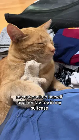 my shaylaaa😭😭 #cattok #myshayla #cute #viral #fyp
