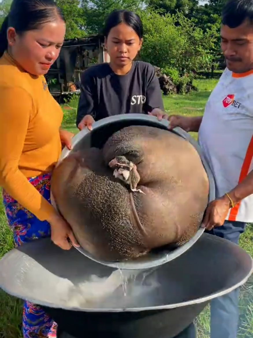The best way to cook Beef Stomach and eat #tiktokfood 