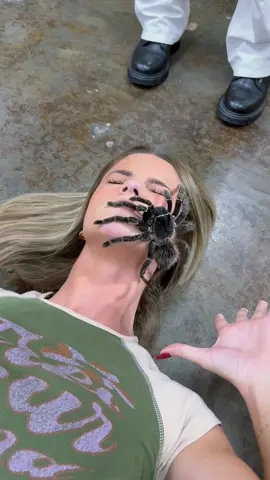 Goliath Birdeater 🕷️ Bigger Than Your HAND! #goliathbirdeater #spider #spiders #arachnophobia #arachnid #wildanimals