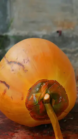 red hot #klamud #kelapa #coco #fyp #viral 