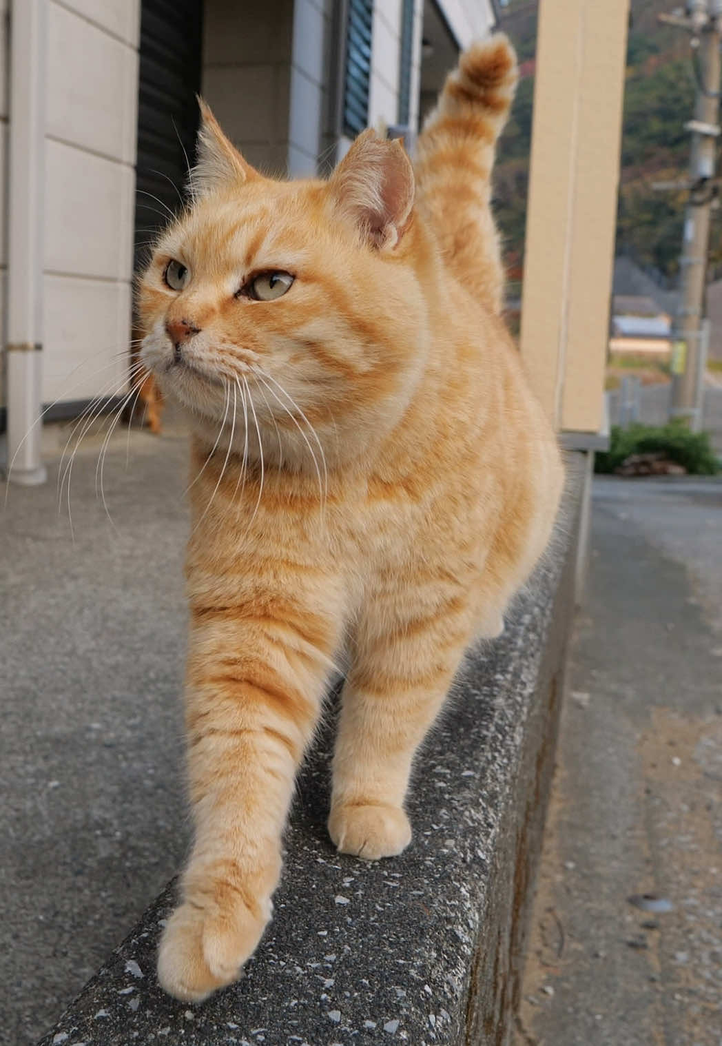 かわいいモフモフがやって来た🐱 Here Comes Fluffy💕 #もふもふ #かわいい #茶トラ女子 #茶トラ猫 #ふわふわ 