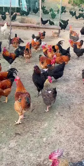 Hen #virla #lovely animals