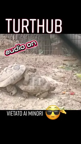 #fyp #for #parati #goviral #turtle 