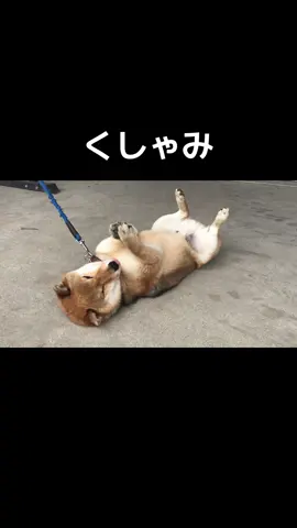 可愛いくしゃみ#柴犬 