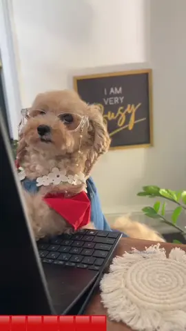 Almost the weekend🤩 #thursdayvibes #laborday #holiday #dogsoftiktok #workfromhome 