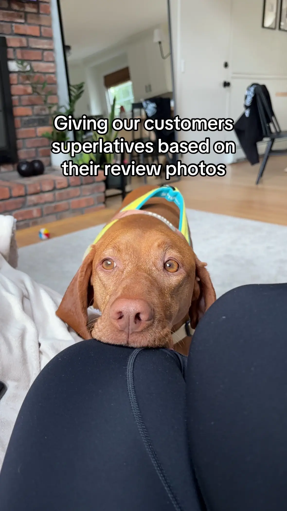 In honor of back to school season we cooked up some superlatives for our customers that left photos in our reviews for our Pet ID tags! Chili had so much fun doing this, and in effort to rate more dogs and cats, she made us throw a huge flash sale (40% off tags!!!) on @Etsy! Sale is ONLY on Etsy, and today only! Dog, Cat, dogs, new puppy, new cat, cat mom, cat lady, dink, Dinks, dink life, pet name #dogtok #cattok #newpuppy #newcatmom #petlife 