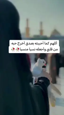 #vvvvvvvvvvvvvvvvvvvv #امين_يارب🤲🏻🥀🕊️ # #vvvvvvvvvvvvvvvvvvvv #اكسبلورexplore❥🕊🦋💚❤ 