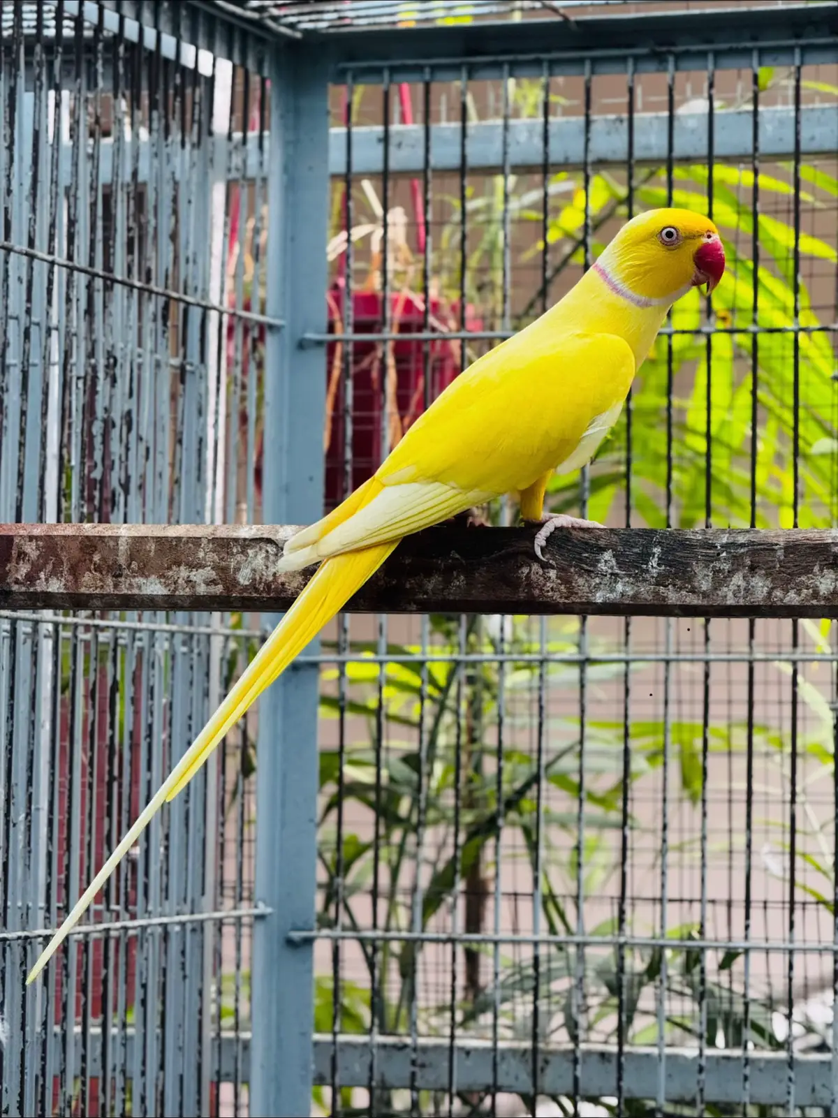 #foryoupageofficiall #foryou #viral #birdsheaven 