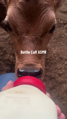 Look at those wittle wrinkles #asmr #dairy #fyp #cow #calf 