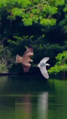 ياالله ياالله #🕊️🌺🕊️🌺🕊️🌺🕊️🌺🕊️🌺🕊️🌺🕊️🌺🕊️🌿🌼🌿🌼🌿🌼🌼🌿🌼🌼🌿🌼🌿🌼🍀🌷 