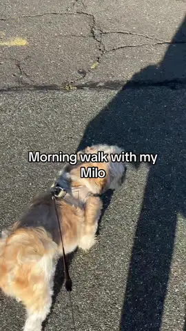 Good morning from me and Milo  #dogoftiktok #dog #morningwalk #shihtzu #momdog 