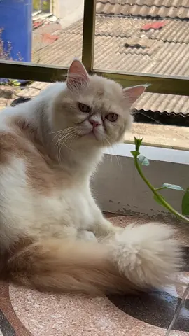 Kadang Si Majikan Natap Babu Dalem Banget 😌Pengen Main Keluar Tapi Ga Dibolehin Sama Babu (Takut Hilang) Setiap Hari Cuma Bisa Lihat Dari Atas Kalau Ada Yang Lewat#catlover #persia #peaknose #fypシ #cat 