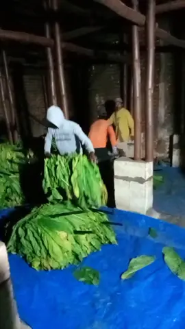 smngt kerja bolo......🤲🤲@D I 🙃 @Asmunik Sukosewu @Gita💋 