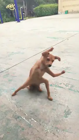 Kungfu Dog #dog #funny #funnyvideos #dogsoftiktok 