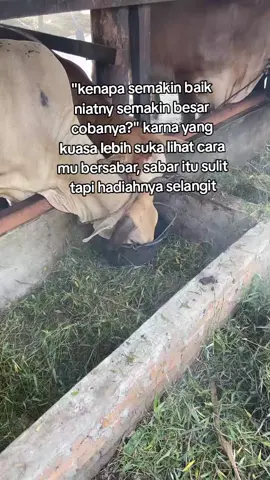 #sapibalap #peternaksapi #bosmuda #berkahfarm #fyp 
