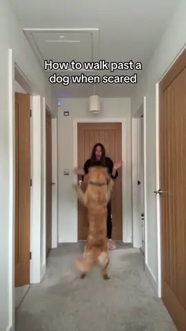 Can you see the difference in the dogs reactions to each scenario? #dogsoftiktok #goldenretriever #scarydog #howtostaysafe 