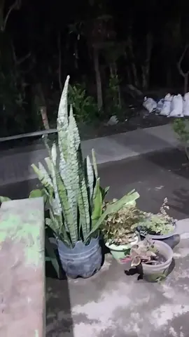 #tiktoklive #livehighlights