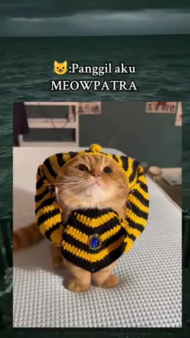 🤭🤭😹😹