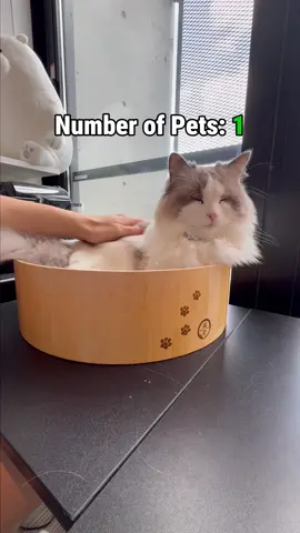 How many times can I pet my cat until he gets mad at me? #fyp #cat #catsoftiktok #funnycat #cutecats 